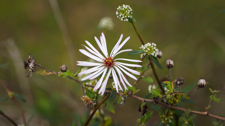 Climbing aster white flower 