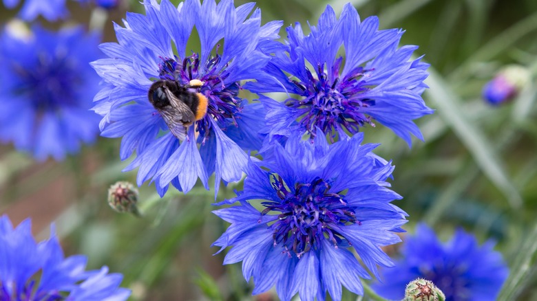 Blue blooming cornflowers