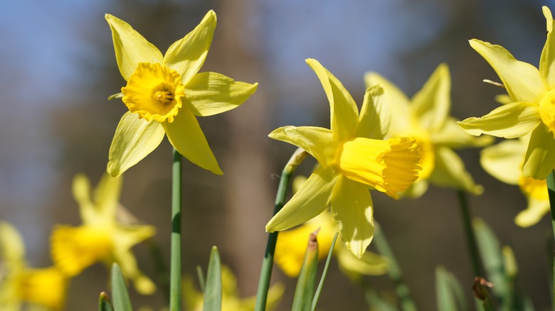 Daffodils with yellow flowers 