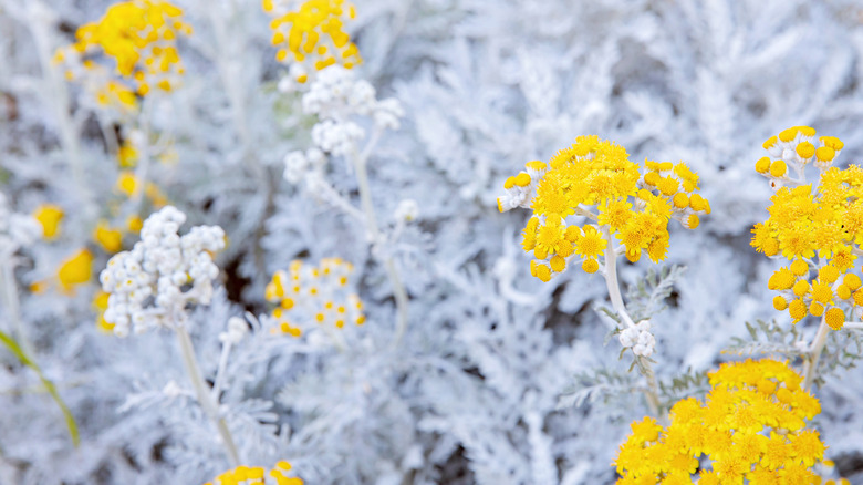 Dusty miller plant yellow flowers 