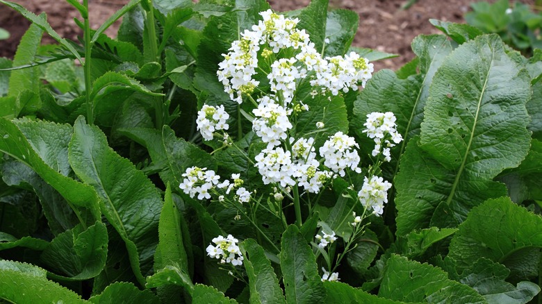 Flowering horseradish white blooms