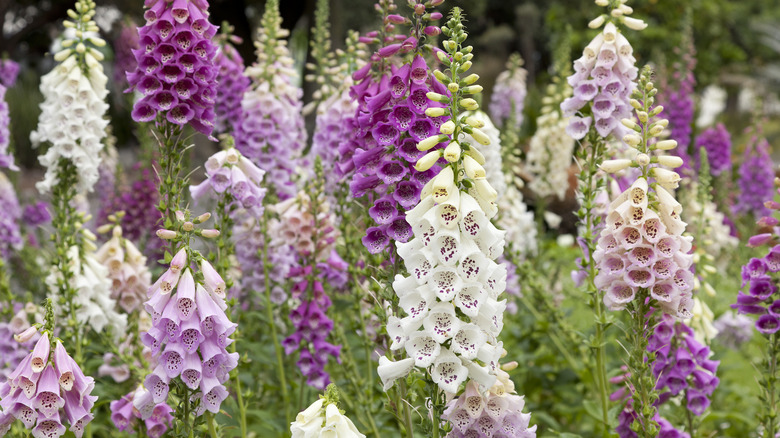 Purple and white blooming foxglove