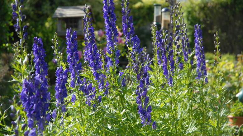 Purple monkshood flowers