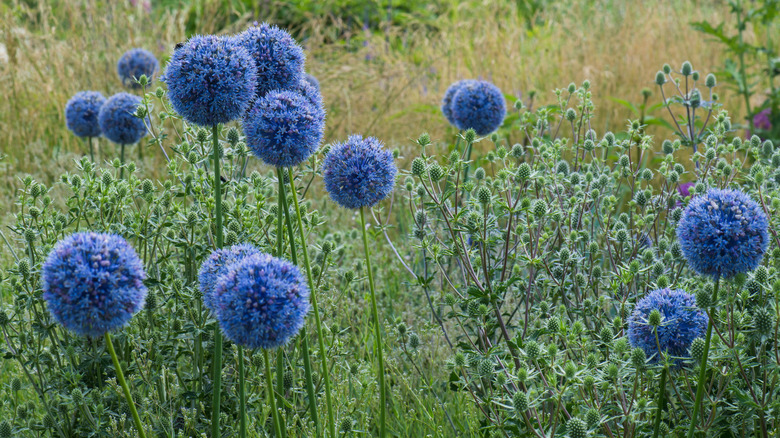 Ornamental onions in full bloom