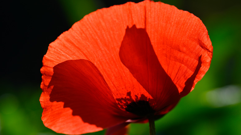 Red poppy flower petals 