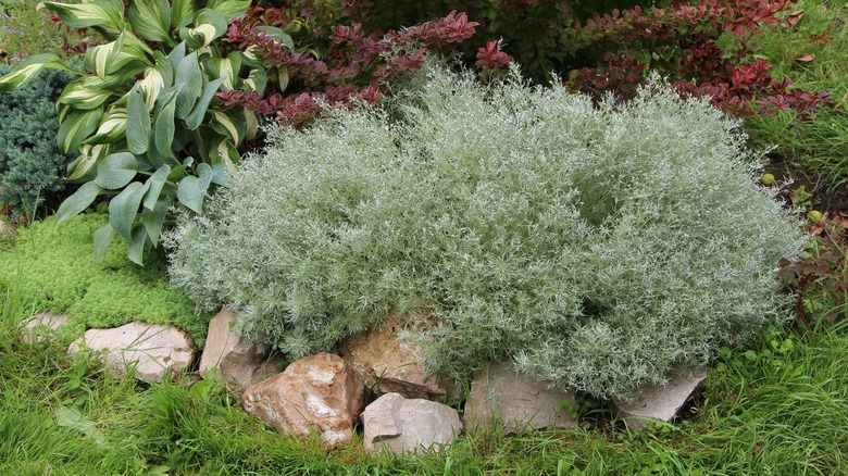 Silver mound landscape planting 