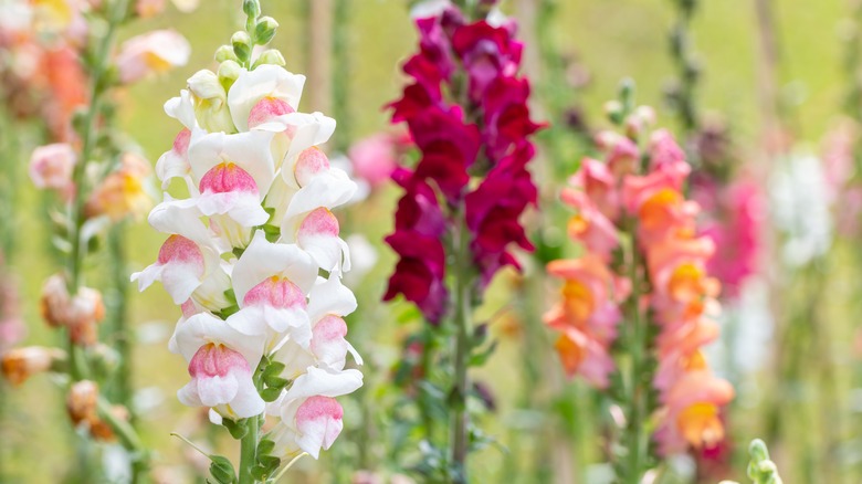 Snapdragon