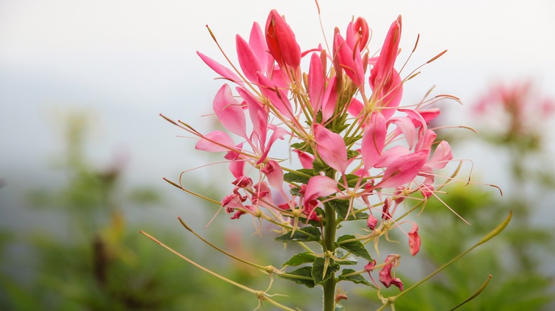 Pink spider flower blooming