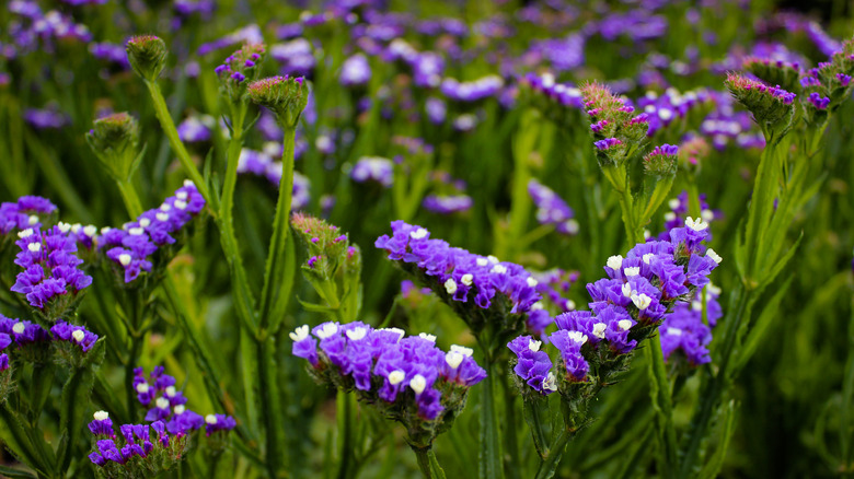 Purple statice flowers in bloom