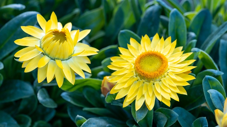 Yellow strawflower in bloom