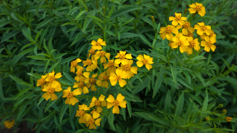 Tarragon with yellow flowers 