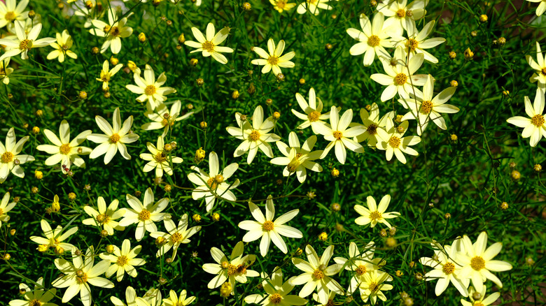 Threadleaf coreopsis