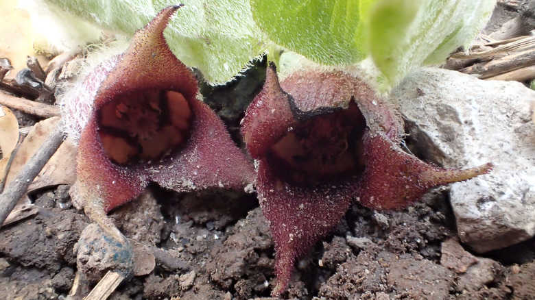 Wild ginger flowers in bloom