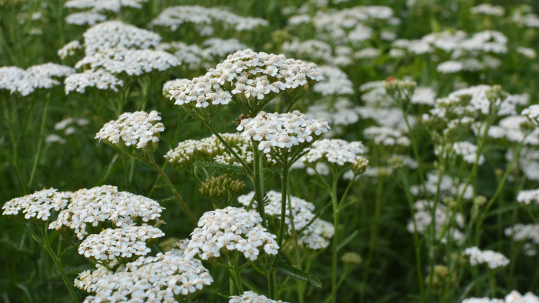 White yarrow blooming clusters 