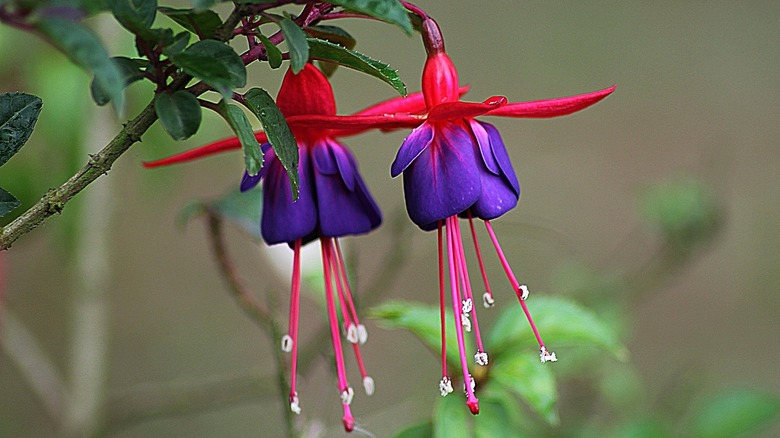 hanging fuchsia flowers