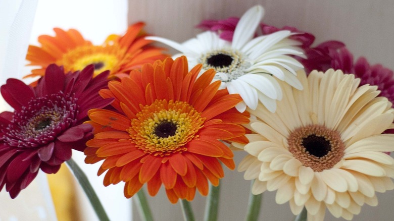 colorful daisey flowers