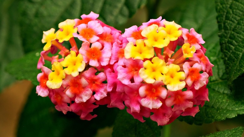 colorful lantana flowers
