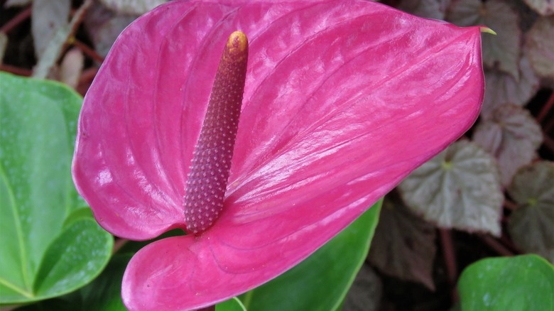 pink anthurium flower
