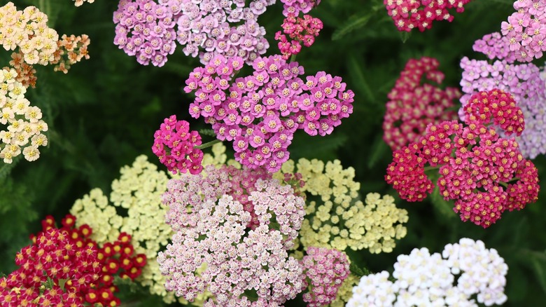 bunches of yarrow flowers