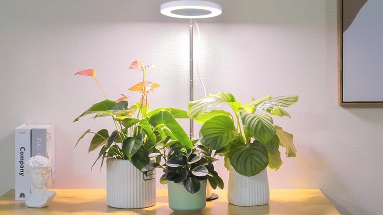 A Lordem grow light over three plants