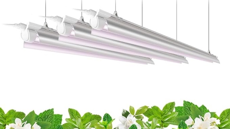 Barrina grow lights hanging above plants