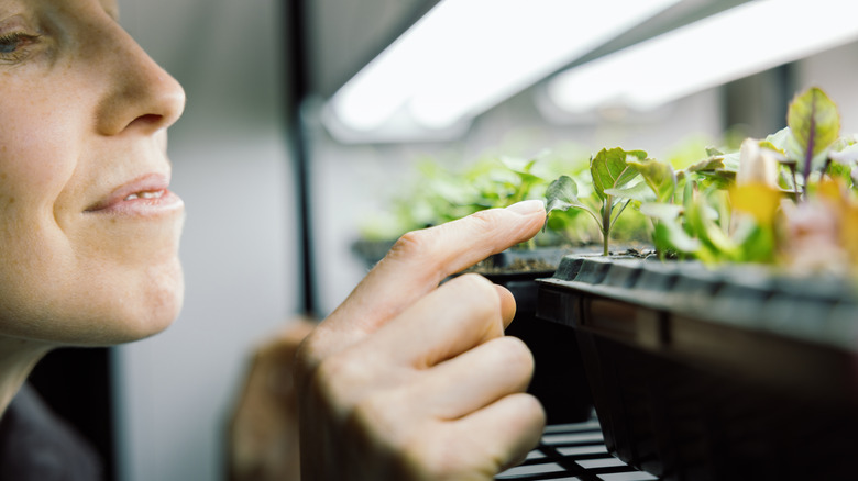 A grow light hanging over plants on a table