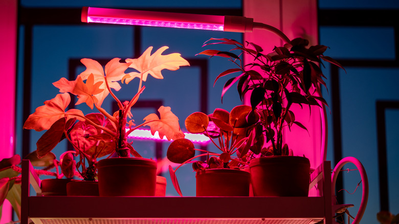 A grow light shining red light over plants