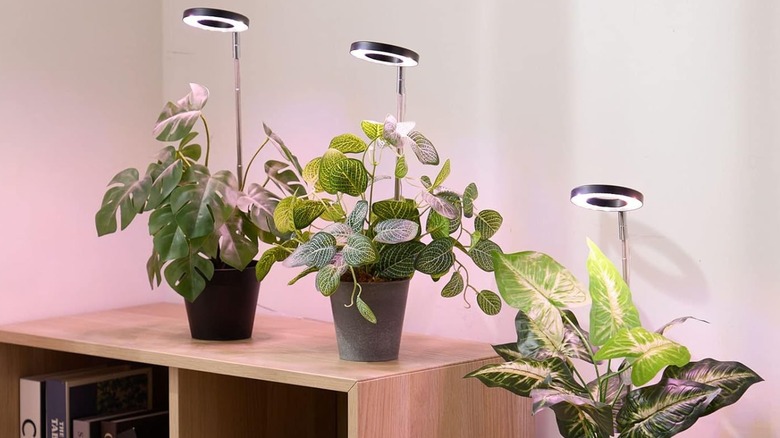 Three potted plants with Yadoker grow lights