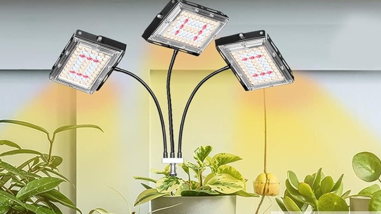 LBW grow light over potted plants