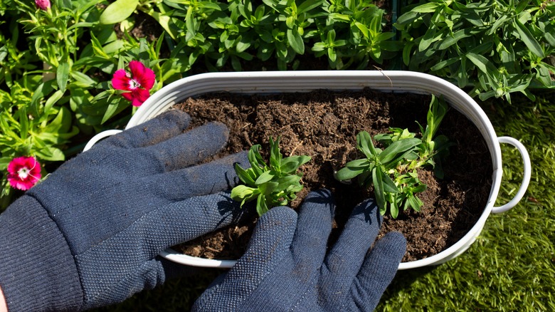 Person planting young dianthus seedlings