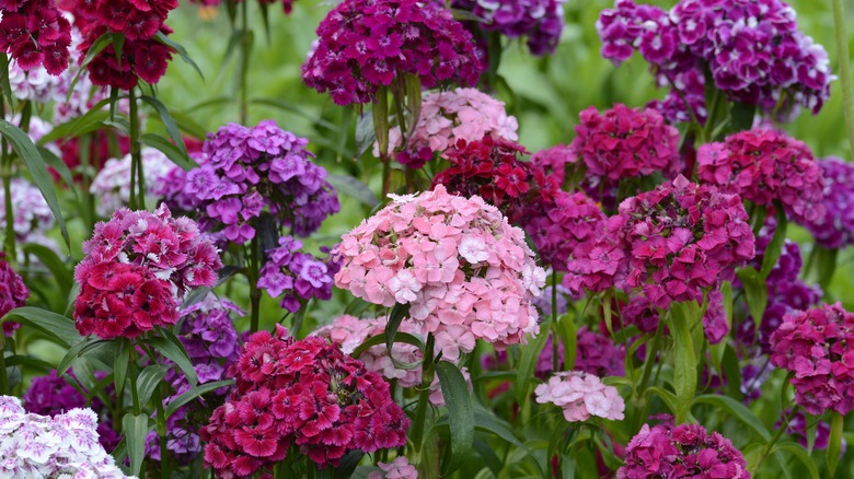 Multicolored Dianthus barbatus plants 