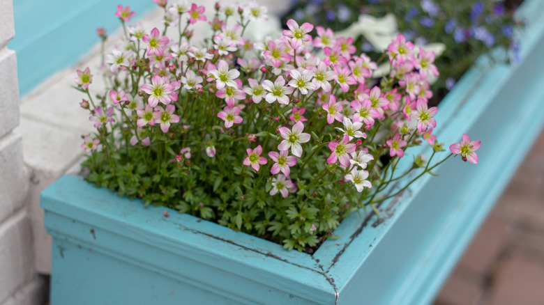 A flower planted inside a painted plant box