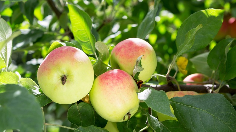 apples on branch of tree