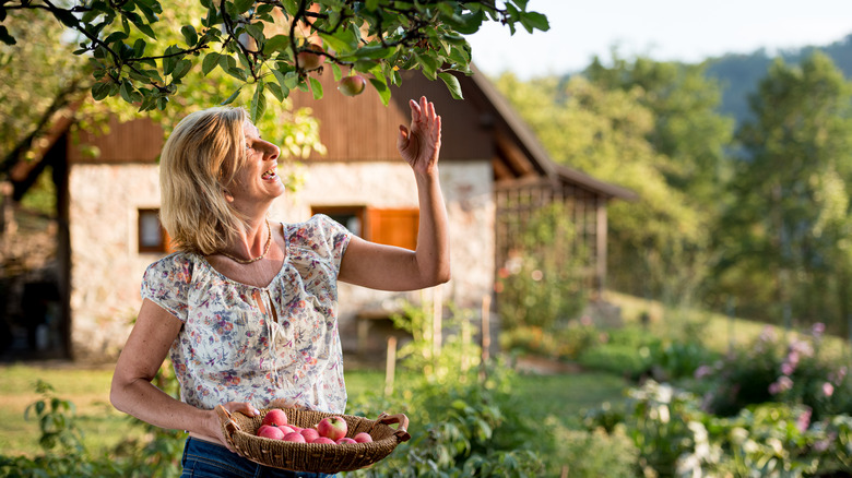 Woman picking apples from tree