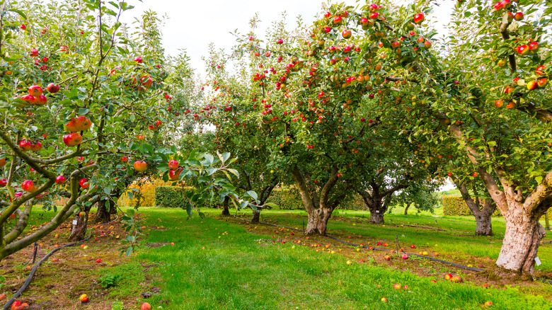 apple orchard