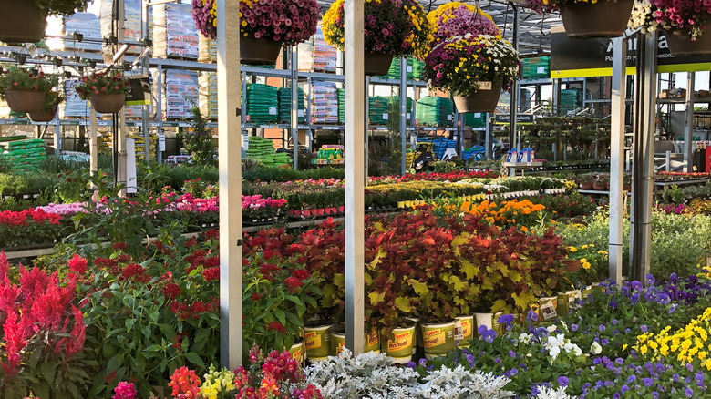 Home Depot garden center with plants