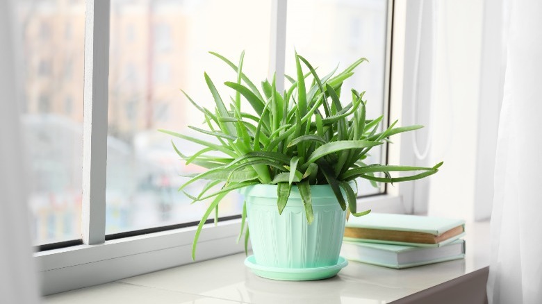 Aloe vera houseplant on windowsill 