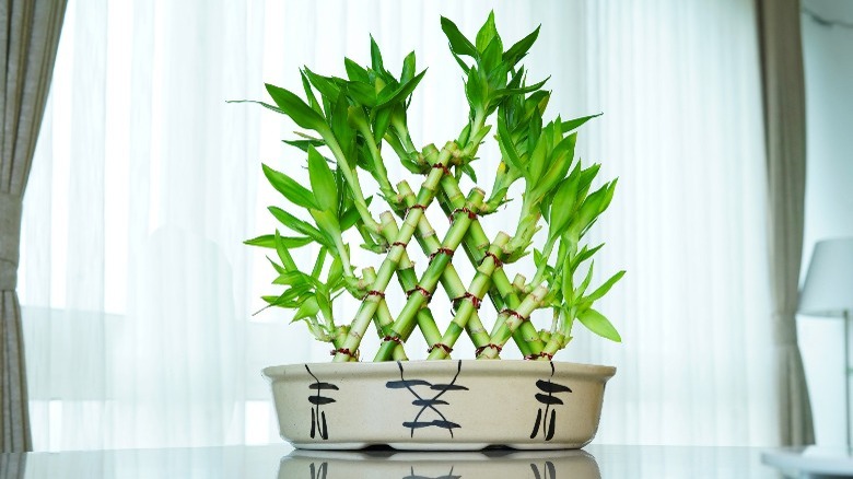 Lucky bamboo stalks tied together 