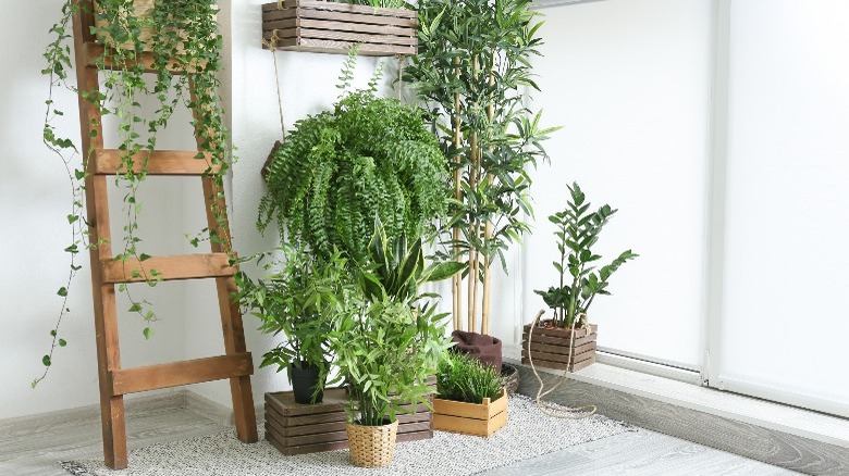 Ferns and houseplants in window 