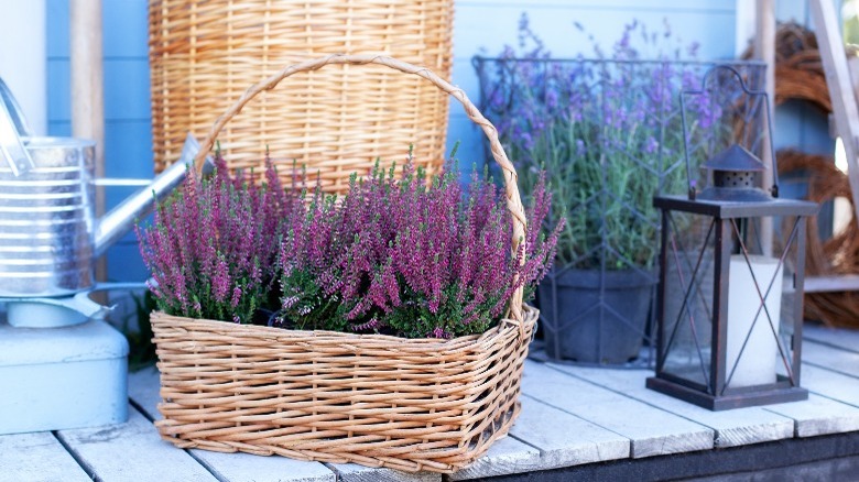 Lavender plant in basket 