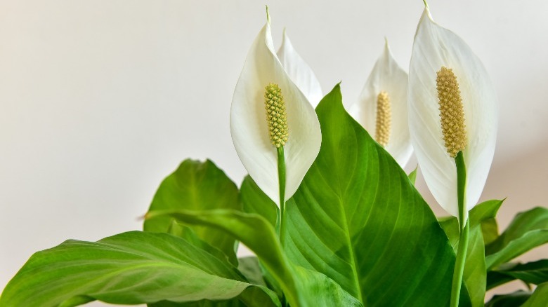 Peace lily plant