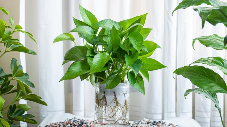 Pothos plant growing in water