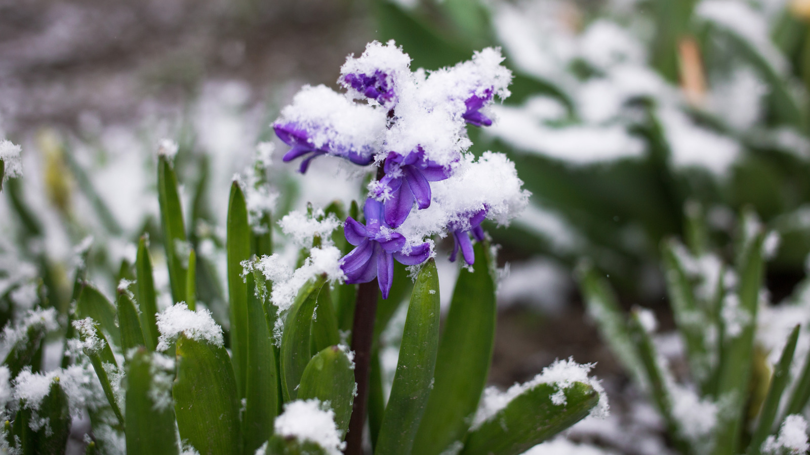 The Best Houseplants To Have If You Live In A Cold Climate