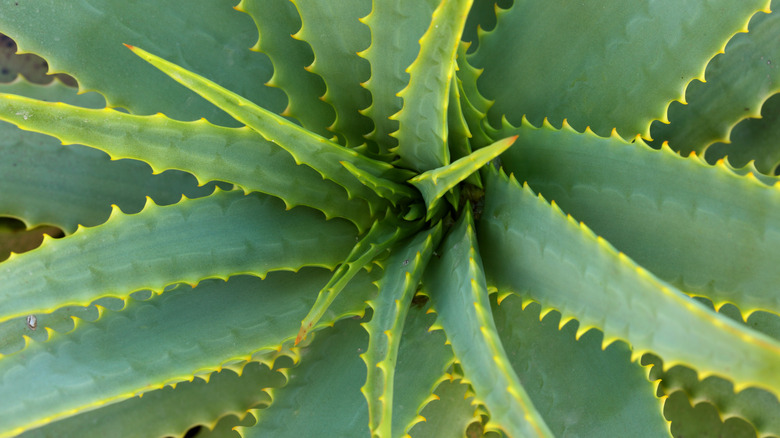 aloe vera (aloe barbadensis miller)