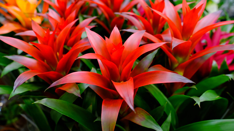 bromeliads (bromeliaceae)