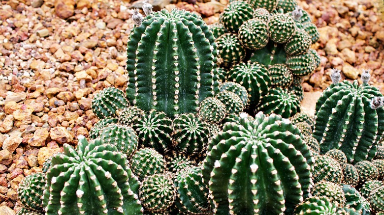 cactus (cactaceae) growing on stones