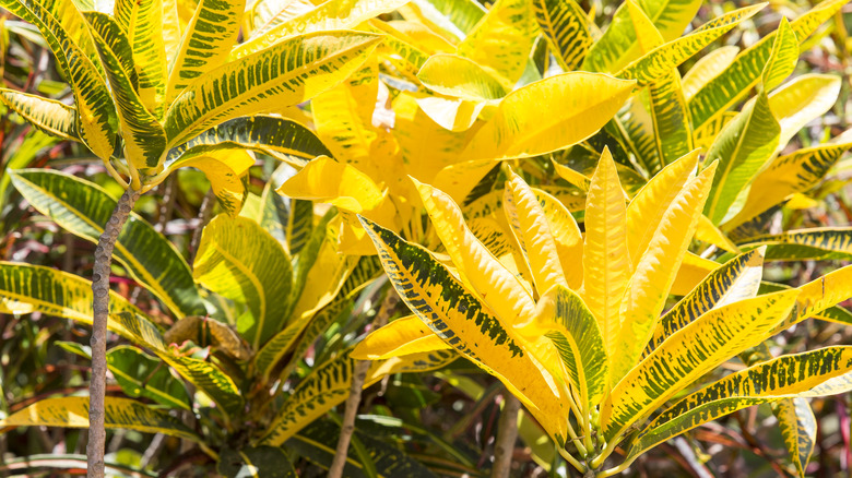 croton (codiaeum variegatum) plants