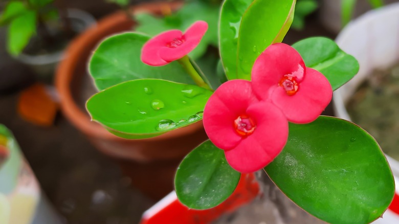 crown of thorns (euphorbia milii)