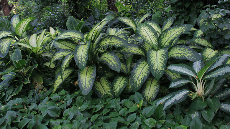 dumb cane (dieffenbachia seguine)