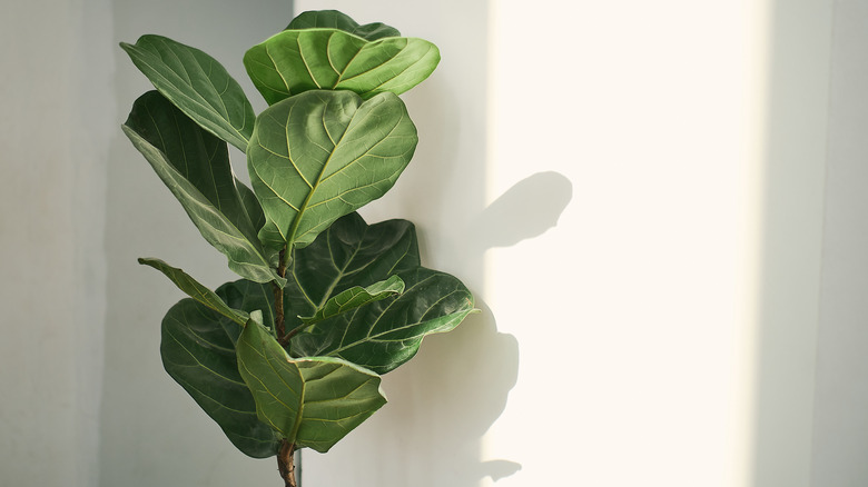 ficus (ficus benjamina)